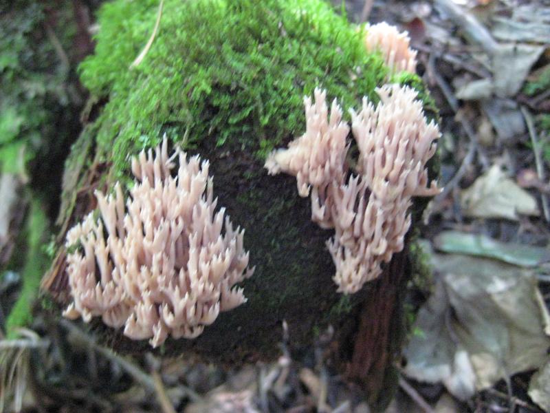 GooseEye-d (3).JPG - A wild fungus on the trail.